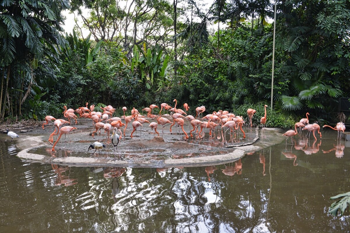 Розовые фламинго в парке птиц
