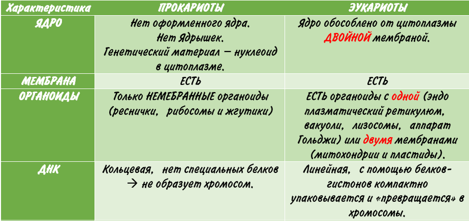 Главное отличие прокариот от эукариот - отсутствие оформленного ядра. 