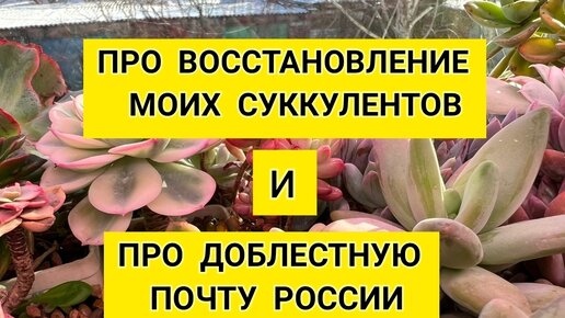 Ревущий автомобиль “Почты России” больше часа не давал спать жителям Апатитов (+ВИДЕО)