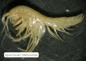    Фото: Минприроды Пермского края
