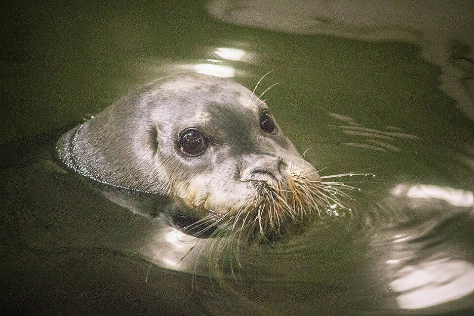     Точный его возраст не известен, ему могло быть от 25 до 28 лет. Фото: vk.com/okeanarium51