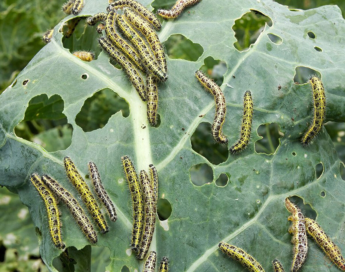 Фото из интернета. 