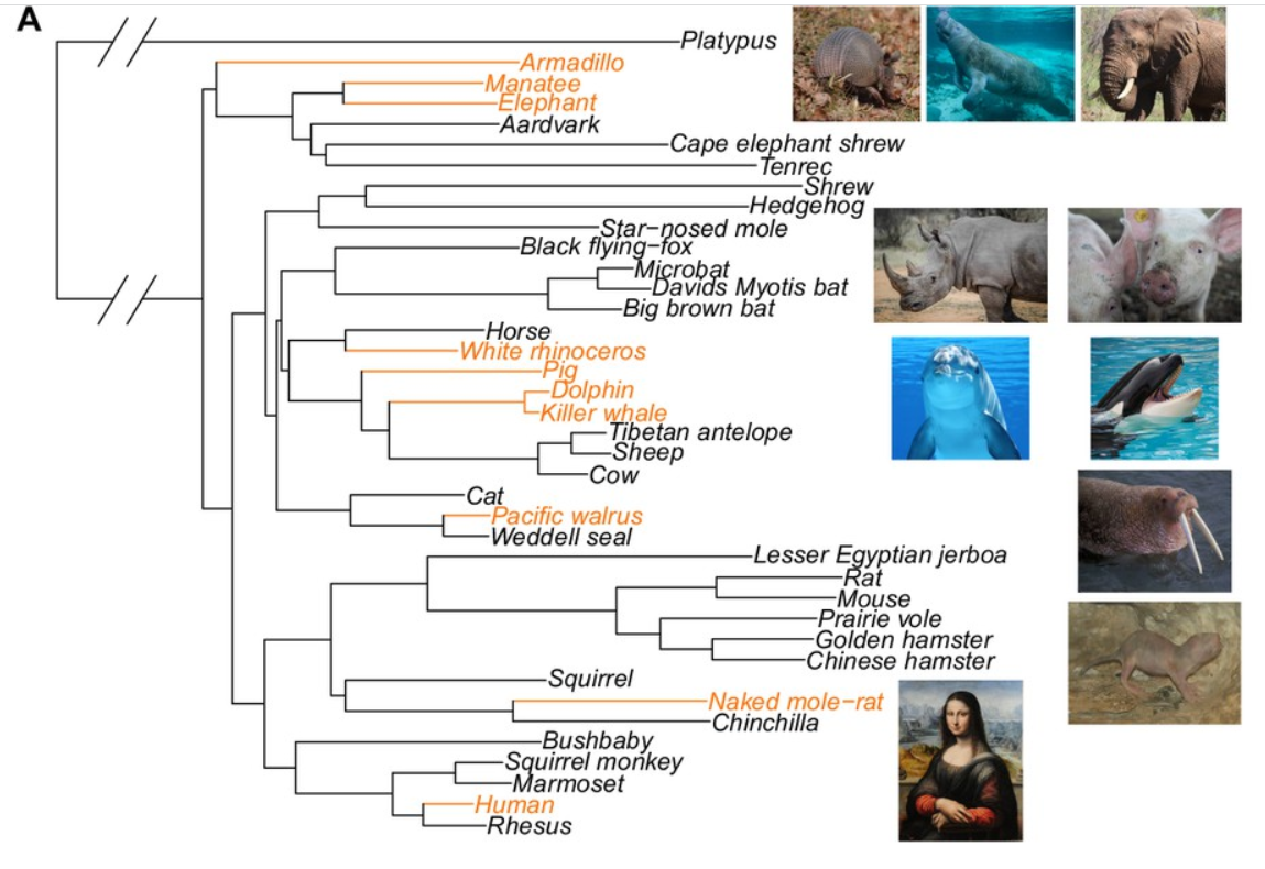 Филогенетическое дерево, на котором обозначены некоторые виды млекопитающих, использованные для анализа. Ветви, окрашенные в жёлтый — безволосые млекопитающие.