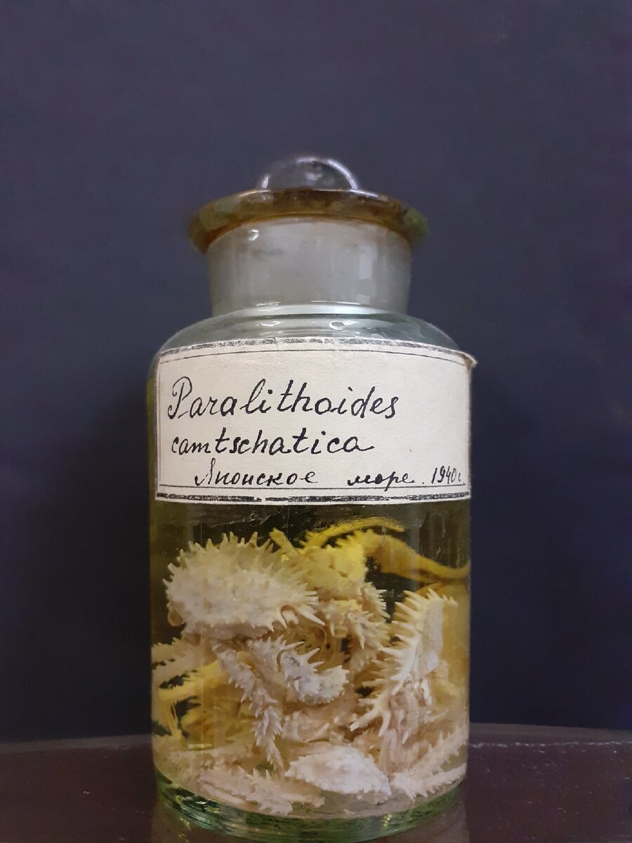Камчатский краб. Экспонат зоологического музея и гербария им. Эверсмана