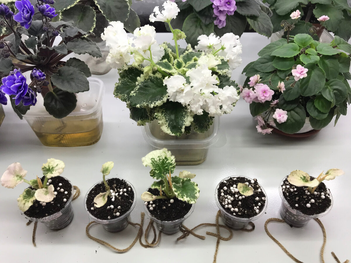 Вот такое вот семейство я рассадила. Сверху то, что выросло из головы, от которой был взят черенок. Теперь это ЯН-Каприз спорт. 