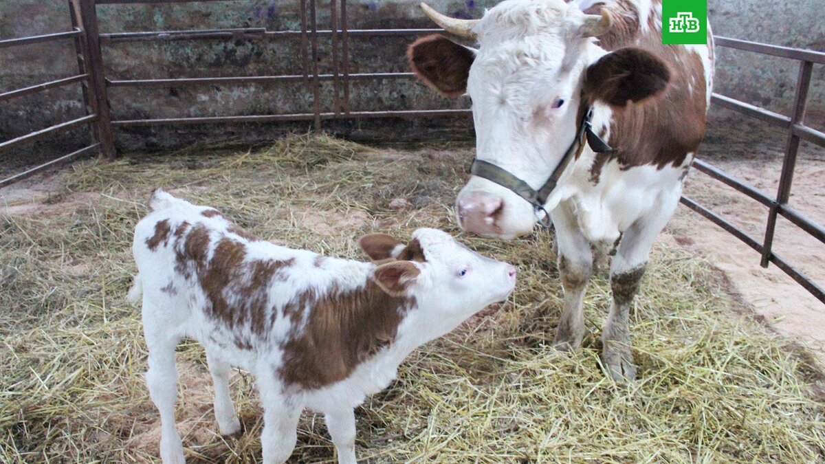    Фото: msh.mosreg.ru