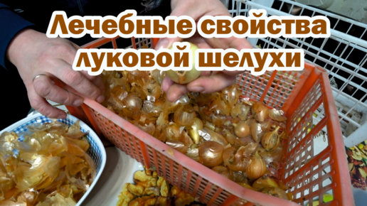 Лечебные свойства лука и луковой шелухи