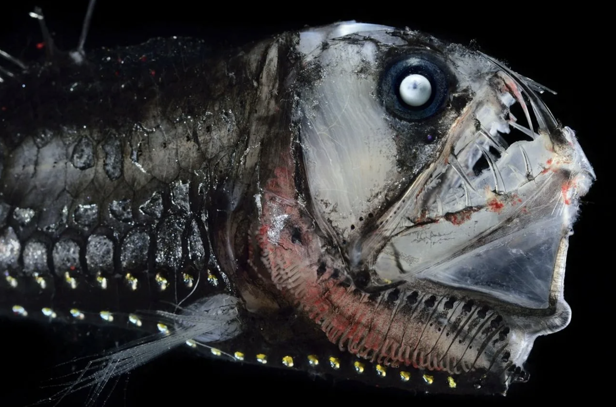 Тихоокеанский хаулиод. Хаулиод (рыба-гадюка). Хаулиод обыкновенный. Глубоководные рыбы Марианской впадины. Существа на дне океанов