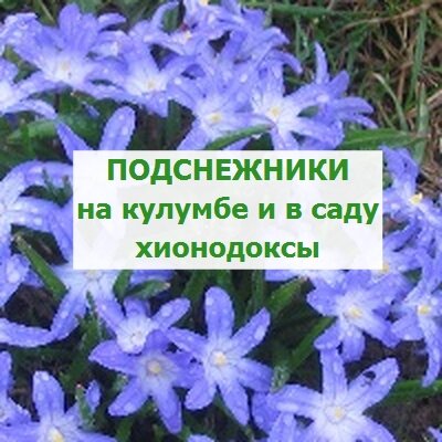 подснежники в саду