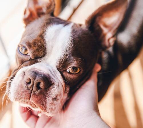 4 группы собак, которые наиболее подвержены воспалению легких