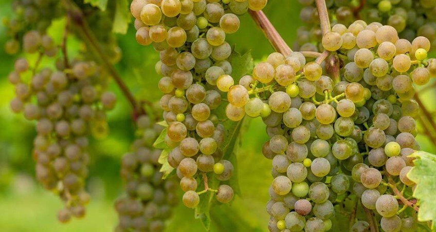 Грозди винограда Кларион 