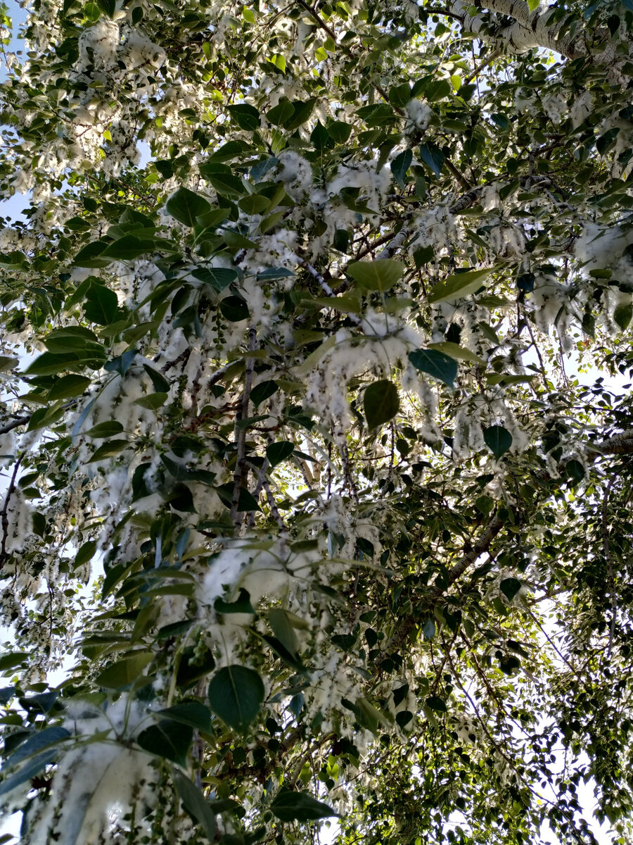 Фото автора. Парк имени 850-летия Москвы