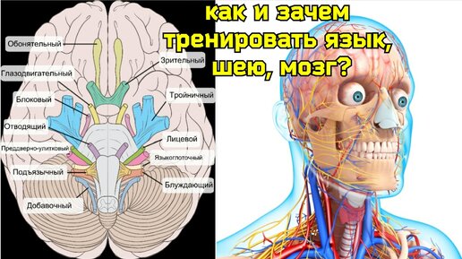 Компрессия языкоглоточного нерва ослабляет артерии шеи, ухудшает кровоснабжение мозга. Учимся правильно глотать, укрепляем мышцы лица и шеи