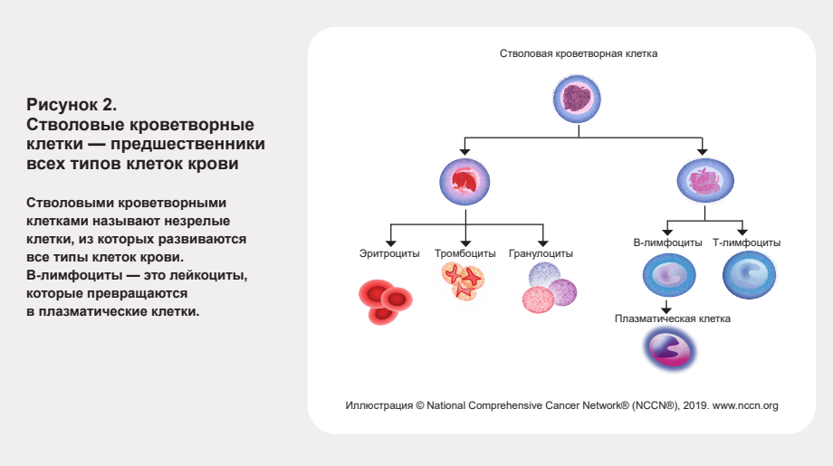 Множественная миелома