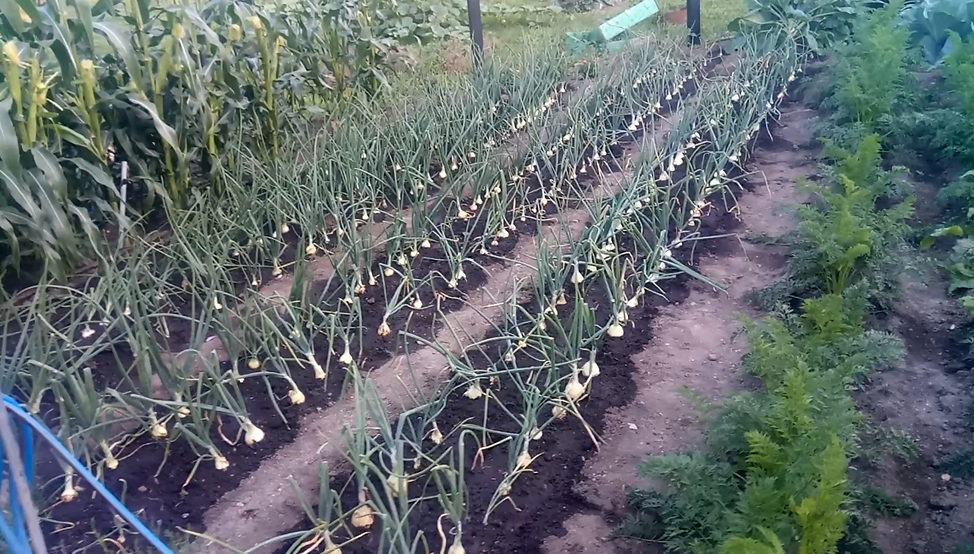 фото из личного архива, лук из семян