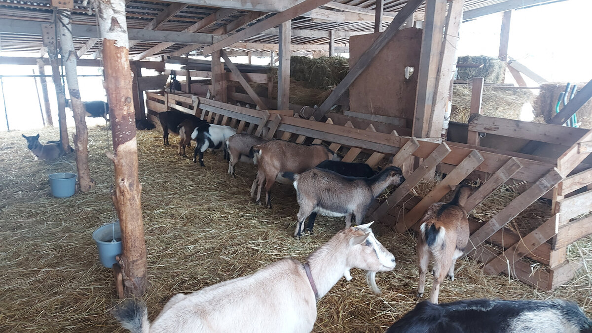 Кормушки для коз своими руками под сено и другие корма