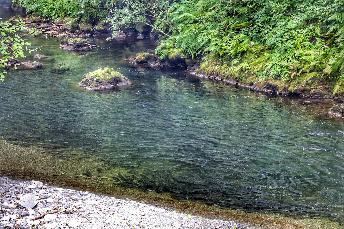 Это не черный цвет воды в реке, это огромный, плотный косяк лосося