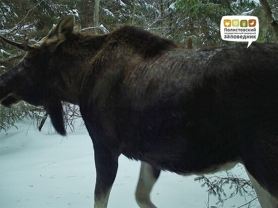     Фото здесь и далее: Полистовский заповедник/страница "ВКонтакте"