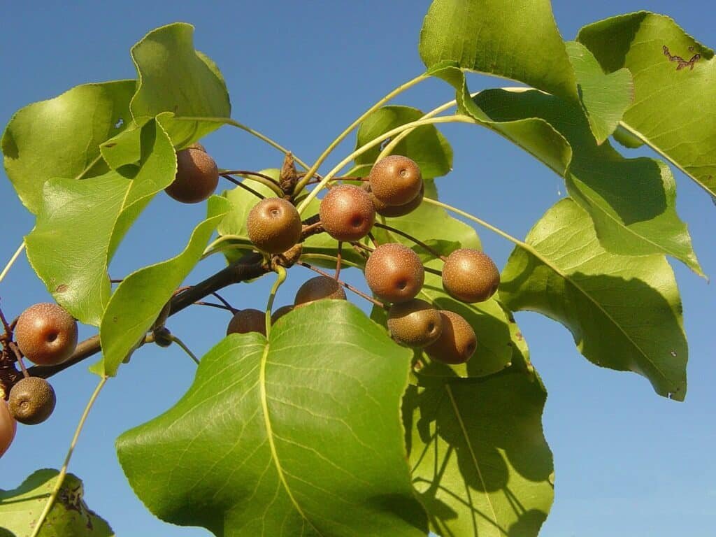    Груша Каллери (Pyrus calleryana) / © wikipedia