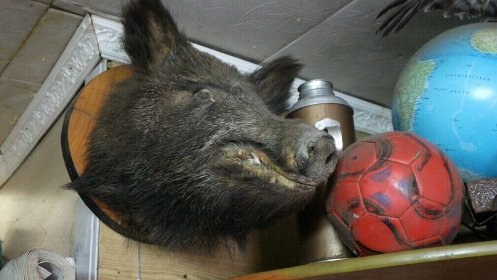     В Приморском крае запретили все виды охоты на кабана, за исключением мероприятий по регулированию численности вида. Соответствующее распоряжение подписано в понедельник, 23 января. Причина такого решения, судя по анализу динамики популяции животного, очевидна.