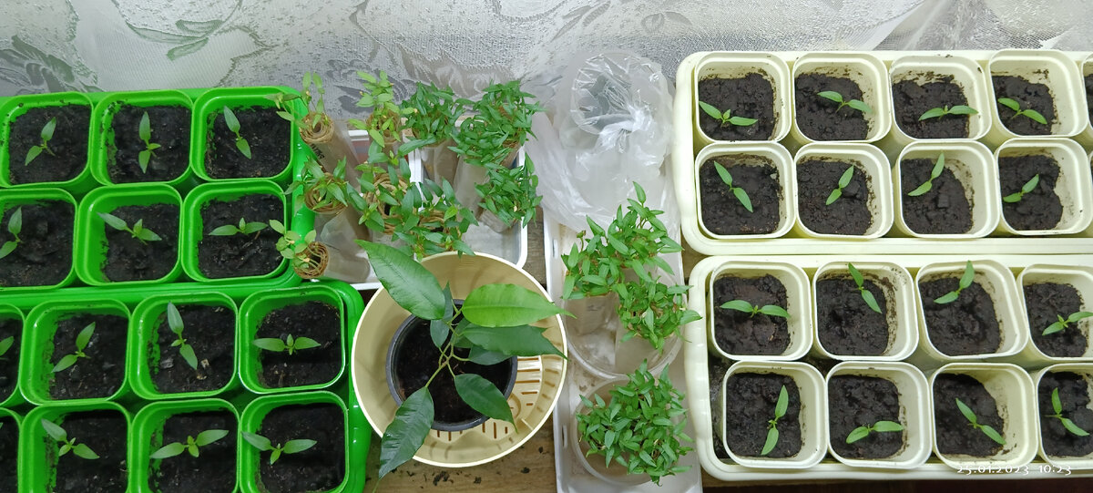 Ростки из магазинного перца