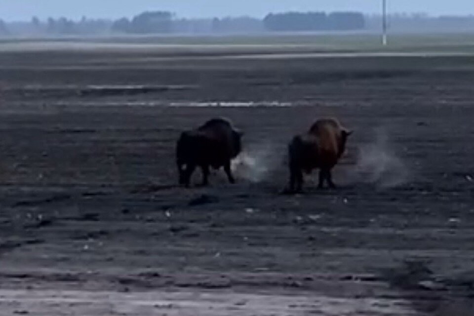     Зубры попали на камеры в Петриковском районе. Фото: стоп-кадр | видео «Петрыкаўскiя навiны»