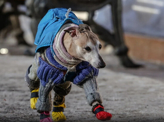     Фото: Сергей Булкин/NEWS.ru
