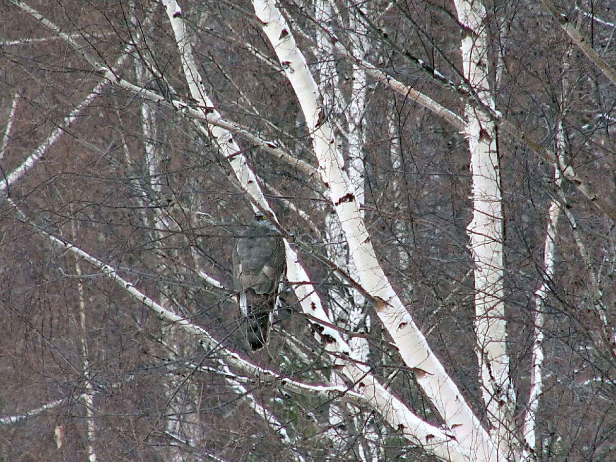 Трудно заметить ястреба на фоне черно-белого леса