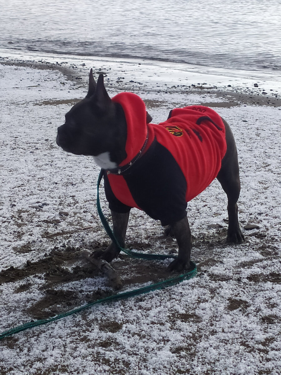 Мики на море.