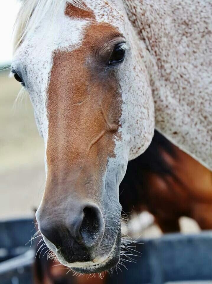 Цветные отметины на морде лошади. Фото взято из открытого источника.