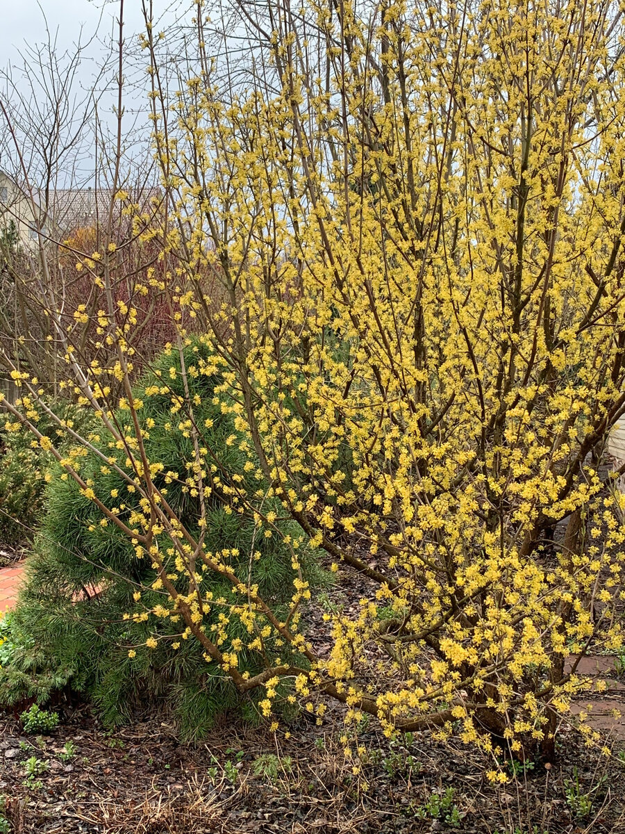 Цветение кизила. Фото Надежды Благиревой из ее подмосковного сада