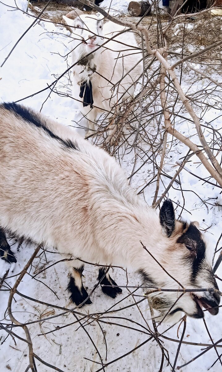 фото автора, коз автора ))
