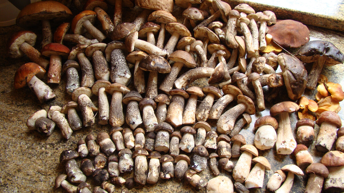 Mushroom на русском. Много подосиновиков. Подосиновики сушеные. Подосиновики много в одном месте. Много подосиновиков фото.
