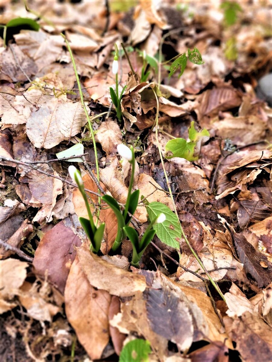 Подснежники