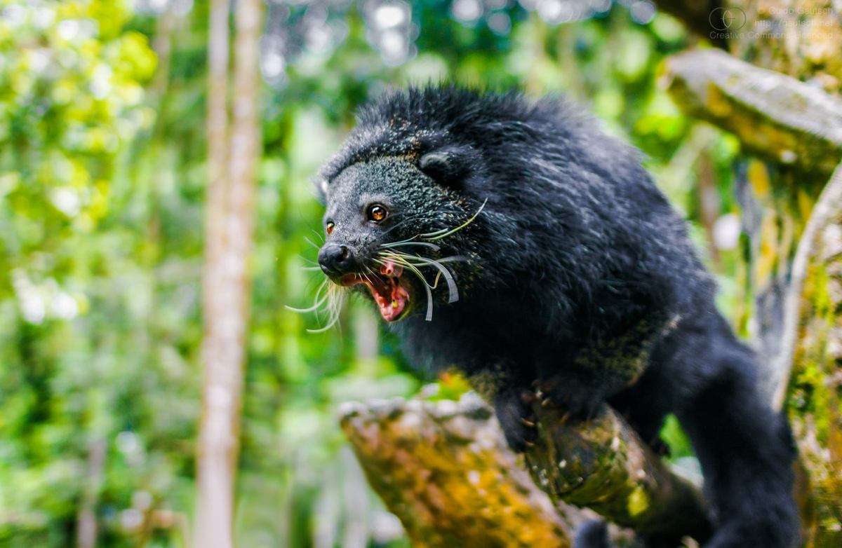 Не переживайте, орать по поводу отсутствия еды я могу так же, как и кошки! 