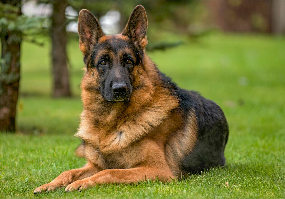 С просторов интернета. Фотокоррекция автора статьи.