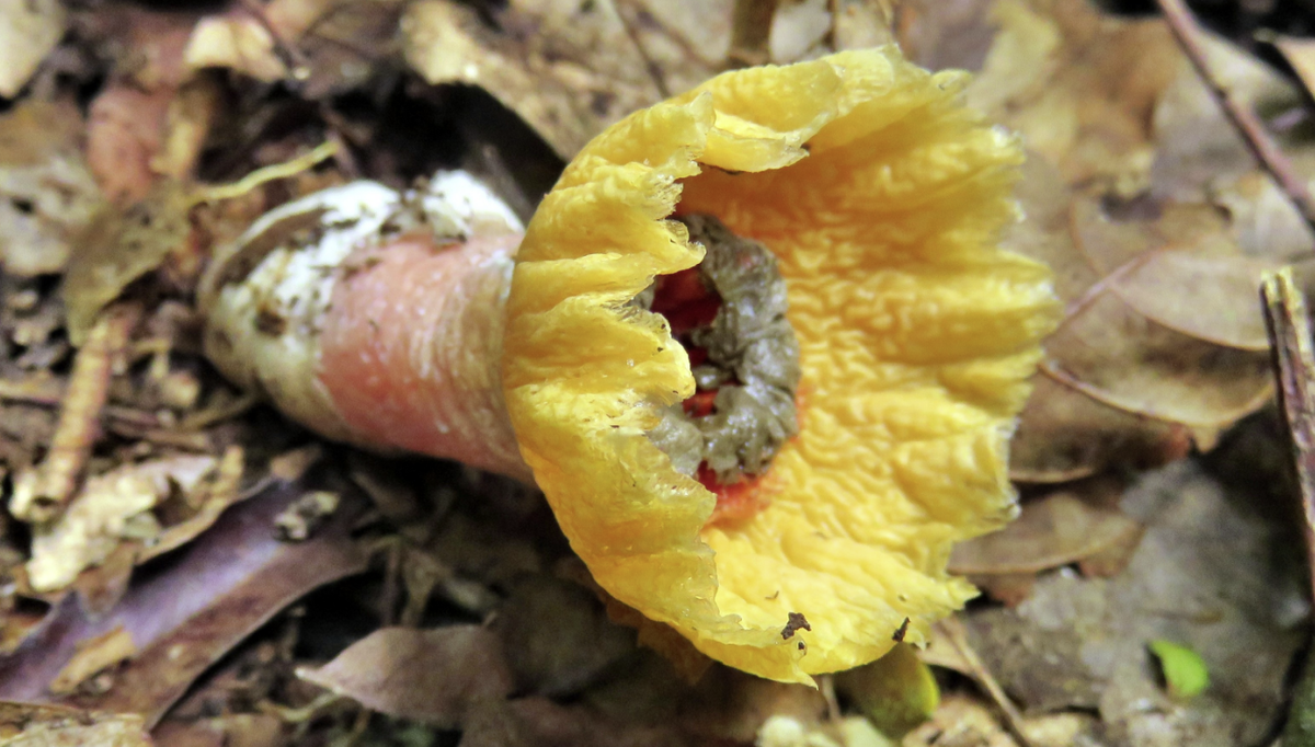 Потрясающие грибные находки: 15 необычных грибов | Книга Грибов | Дзен