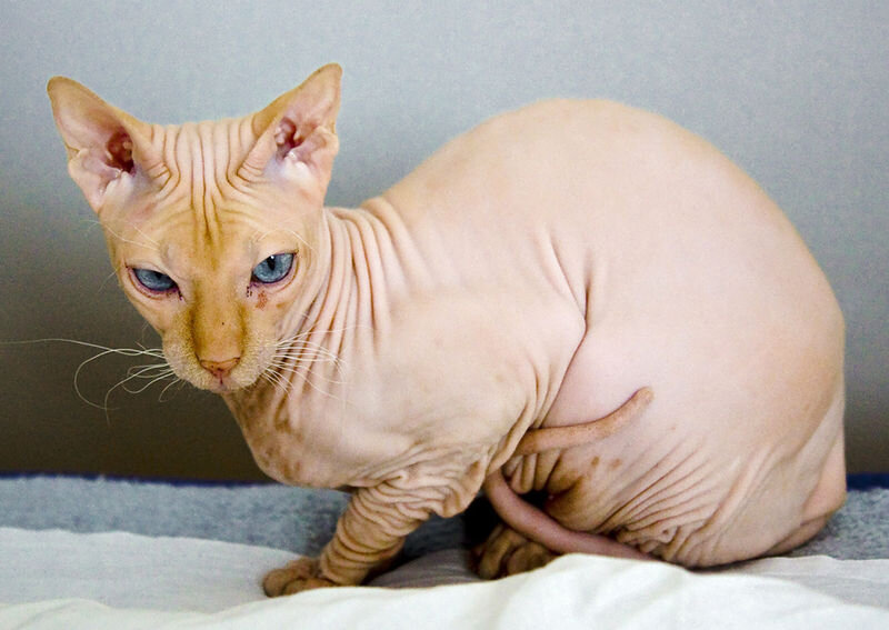   Петерболд или петербургский сфинкс — порода российских бесшёрстных домашних кошек.-2