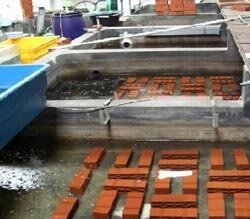 При создании водоема стоит придерживаться следующих параметров. Котлован должен быть глубиной до 2 метров и площадью 31 - 65 кв.м. Заниматься обустройством искусственного водоема нужно на своем участке, а не на арендованной земле. В непредвиденных ситуациях можно лишиться земли вместе с водными объектами и организованным бизнесом. Возникает риск потерять инвестиции, и надежды на получение запланированного дохода.