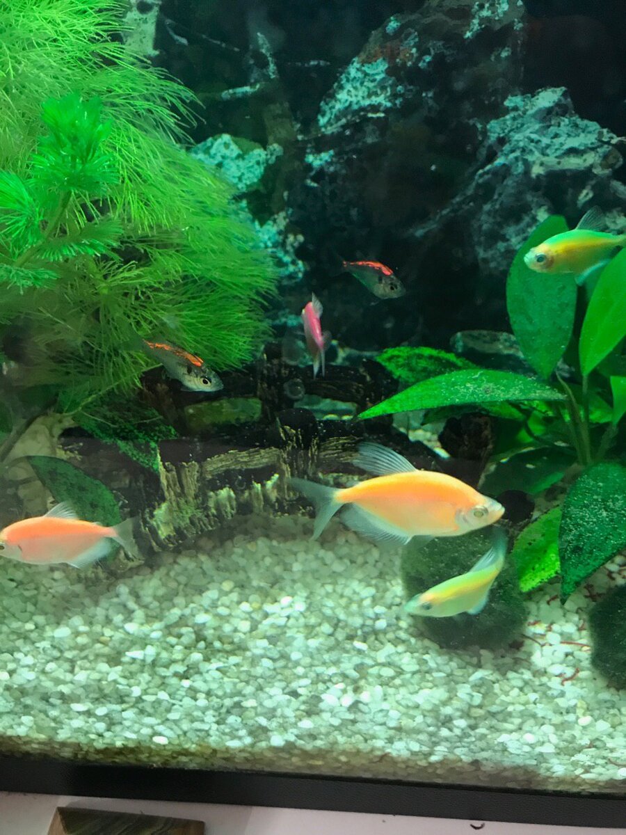 Стеклянный окунь — ещё один житель тропических вод, так как и тернеция, представлен в варианте гло-фиш. Стайные теплолюбивые рыбки, абсолютно неагрессивные и очень подвижные. При отсутствии качественной аэрации воды легко погибают, в остальном же не требуют сверхсложного ухода. Питаются как сухим кормом, так и живым, вырастают до 5 см. Стеклянные окуни бывают разных расцветок: красные, оранжевые, синие, зелёные и сиреневые. Светится в темноте у них как раз цветная полоска. Очень красиво смотрится в аквариуме небольшая стайка из 12-15 рыбок. Требования к температуре и жесткости воды такие же, как у тернеций.