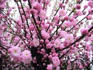 Важно! Раз вы уже выбрали способ посадки косточкой, значит, обязательно проводить ее только весной, иначе вы рискуете потерять эту самую косточку. Дело в том, что осенью на охоту за зимними запасами выходят грызуны, и их точно привлечет вкусный миндальный орешек. Саженцы же необходимо садить в несколько штук – один не будет плодоносить, ведь растение имеет некоторые особенности в процессе опыления. При посадке следует придерживаться следующих рекомендаций: