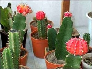 Лучше всего отделять отросток от взрослого кактуса в начале весны. Перед этим следует внимательно осмотреть своего колючего «зеленого питомца», чтобы визуально выбрать самую развитую детку. Отделение отростка делается в следующей последовательности: