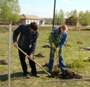 Чтобы белоствольная красавица успешно прижилась и радовала глаз, следует подготовить подходящий грунт для высаживания. Березы хорошо приживаются в слегка кислотной почве, если на участке предусмотрен щелочной грунт, то его состав можно собственноручно изменить: