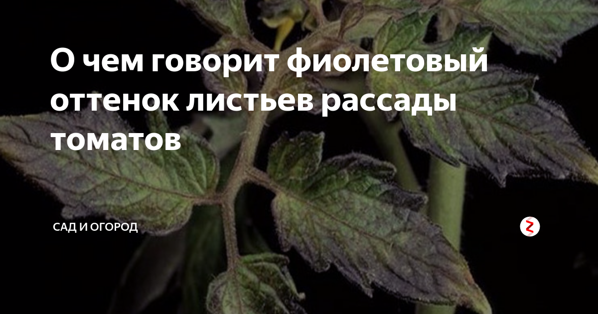 Рассада помидор с обратной стороны листа фиолетовая. Рассада томатов листья фиолетовые. Фиолетовые листья у томатов. Фиолетовая рассада помидор. Фиолетовые прожилки на листьях томатов.