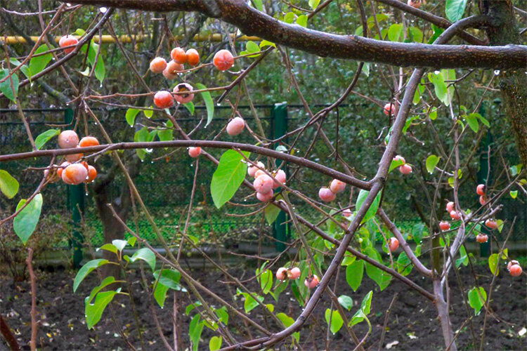 Хурма "Виргинская" или "Вирджинская"