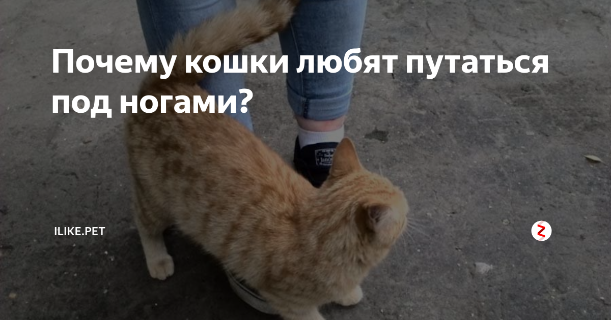 Путаться под ногами значение. Путаться под ногами значение. Путаться под ногами значение. Карикатуры евгения шукаева. Фразеологизмы к слову нога.