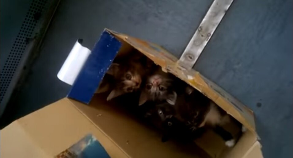 кота выкинули на помойку. видео как выбросили кота из поезда. видео как выбросили кота из поезда. видео как выбросили кота из поезда. видео как выбросили кота из поезда.