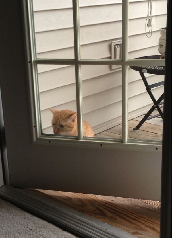 Мой кот - балбес. Ждет пока ему откроют дверь.