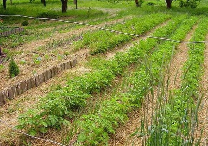 Лучше остановить выбор на растениях и сортах, привычных для конкретного региона. Они примутся без особых хлопот. Ежесезонные выкапывания, а тем более строительство теплицы в концепцию «ленивого участка» не вписываются, поэтому слишком теплолюбивые виды из списка вычеркиваем.