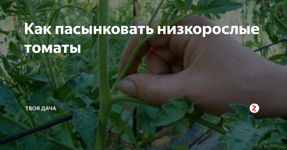 Should tomatoes be removed or not? All about vegetables The leaves, like the ste